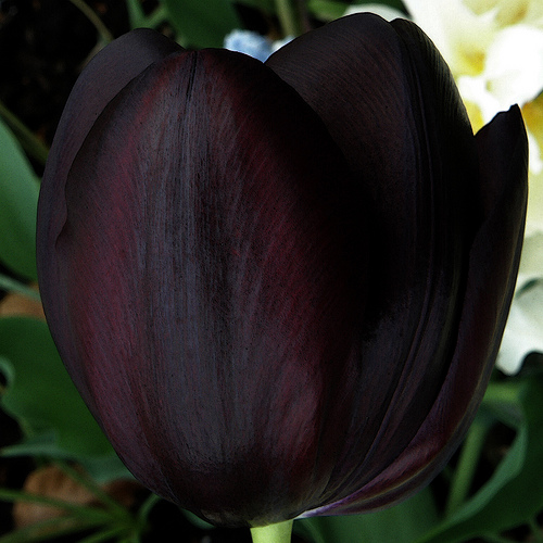 Eva DE WEAVER, Black Tulip