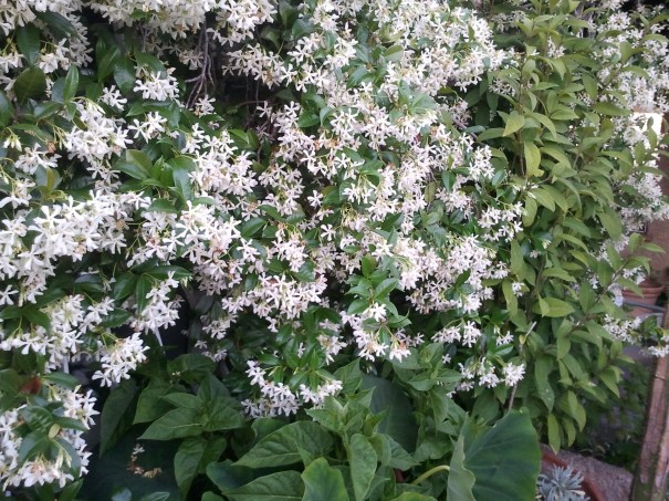 trachelospermum jasminoides