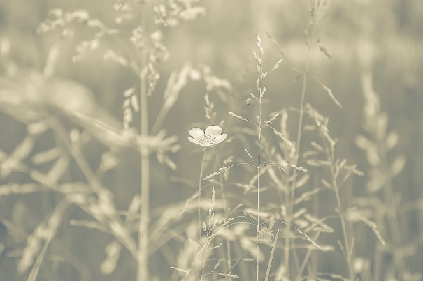 Brussels, May 2014, bvde