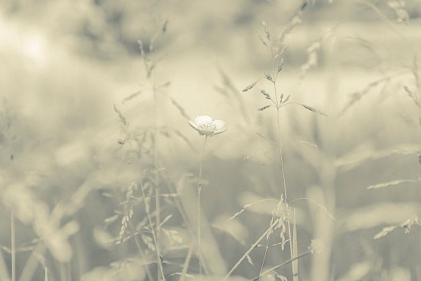 Brussels, May 2014, bvde