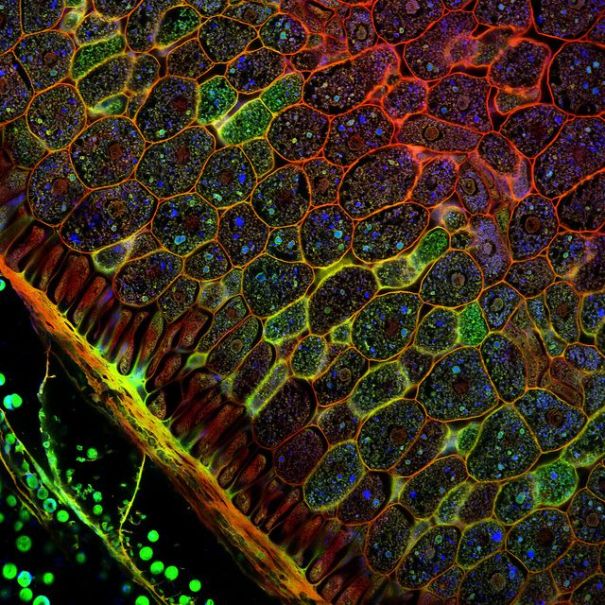 Confocal microscopy of plant tissues par Fernan Federici sur Flickr
