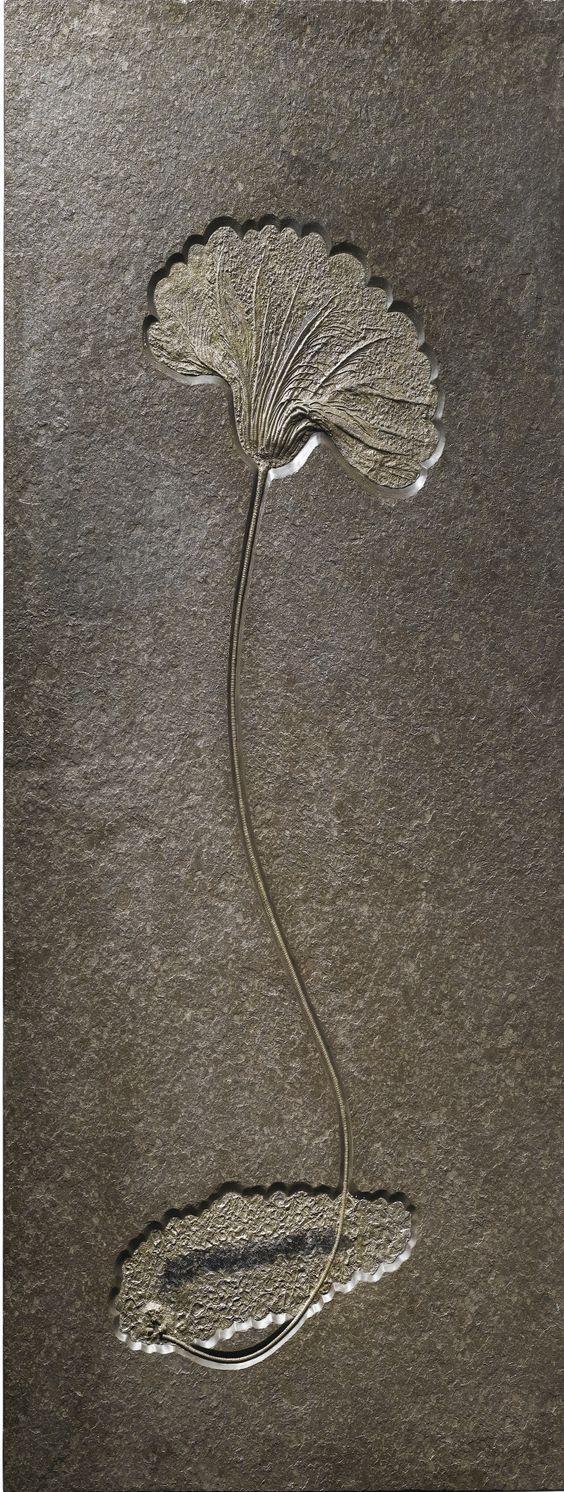 SEA LILY FOSSIL