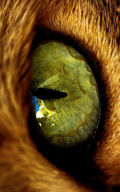 tumblr_n2juxovleP1qgu2wio1_500