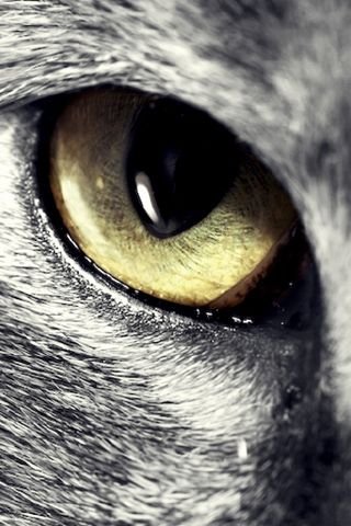 25bfb6293ce4029606adf9376955841f