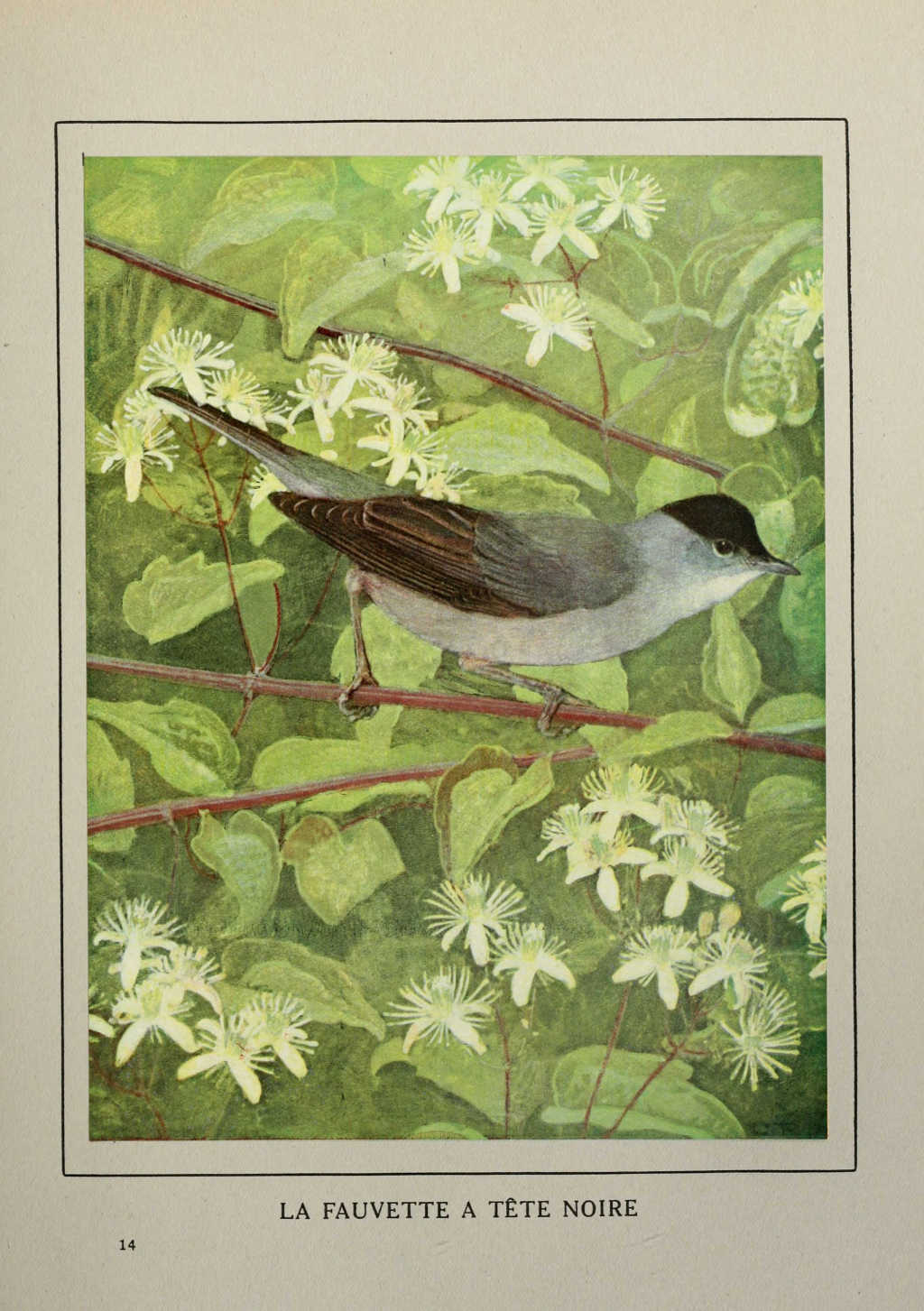 gravures_oiseaux_de_France_-_fauvette_a_tete_noire